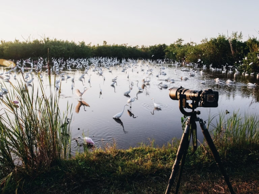 Surajpur Wetland Bird Sanctuary